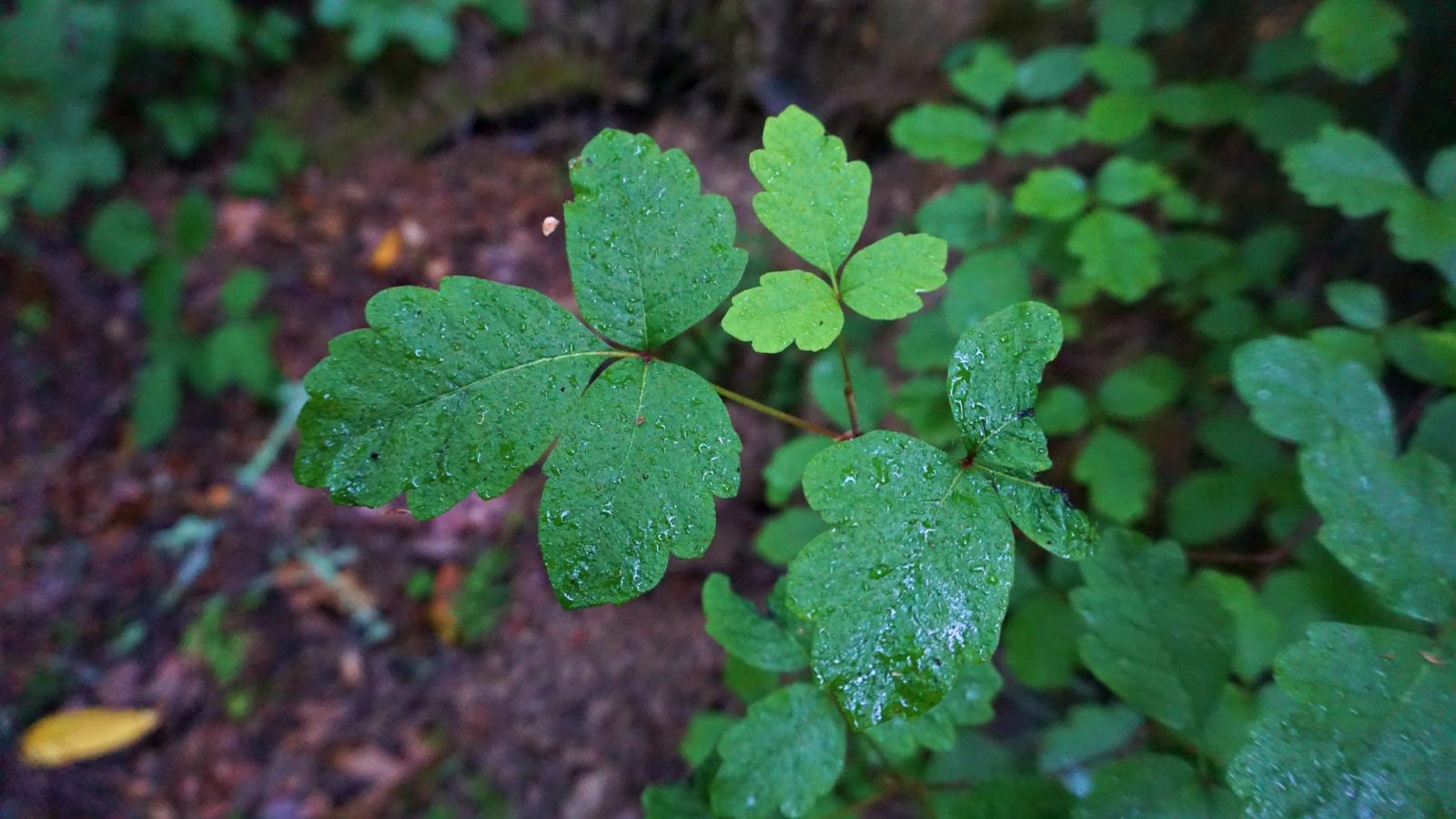 Poison Oak Midpeninsula Regional Open Space District